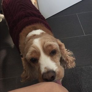 Meet your Posher, Alex